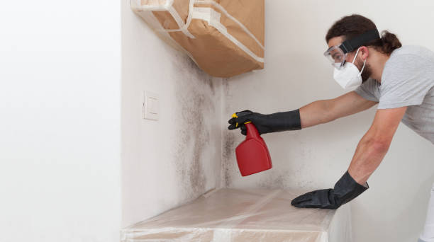 Professional Mold Removal technician working in Stoughton, MA