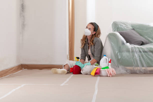 Reliable Mold Removal contractor in Stoughton, MA by 24 Hour Mold Removal