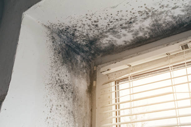 Affordable Mold Removal solutions in Stoughton, MA